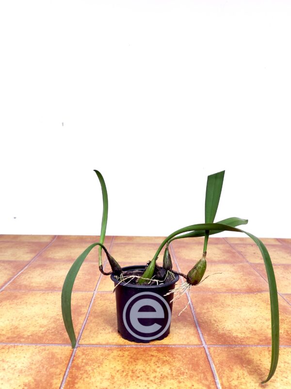Bulbophyllum Roxburghii - Sem Flor