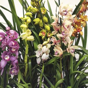 Conjunto 6 Cymbidiuns - Fantasma