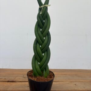 Sansevieria Cylindrica 'Braid'