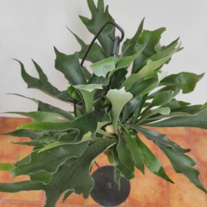 Platycerium Bifurcatum - Suspensão