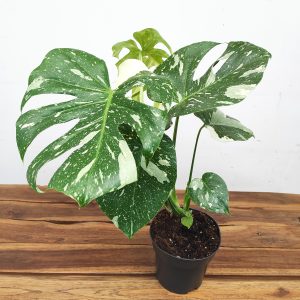 Monstera Thai Constellation - Vaso 12