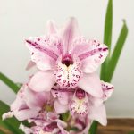 Cymbidium Flamingo Rosa - 1 Haste