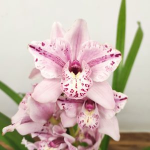 Cymbidium Flamingo Rosa - 1 Haste