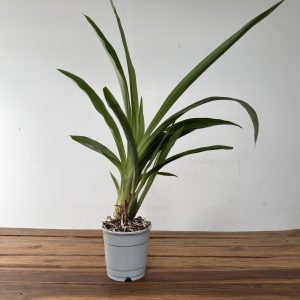 Zygopetalum Sem Flor – V.12
