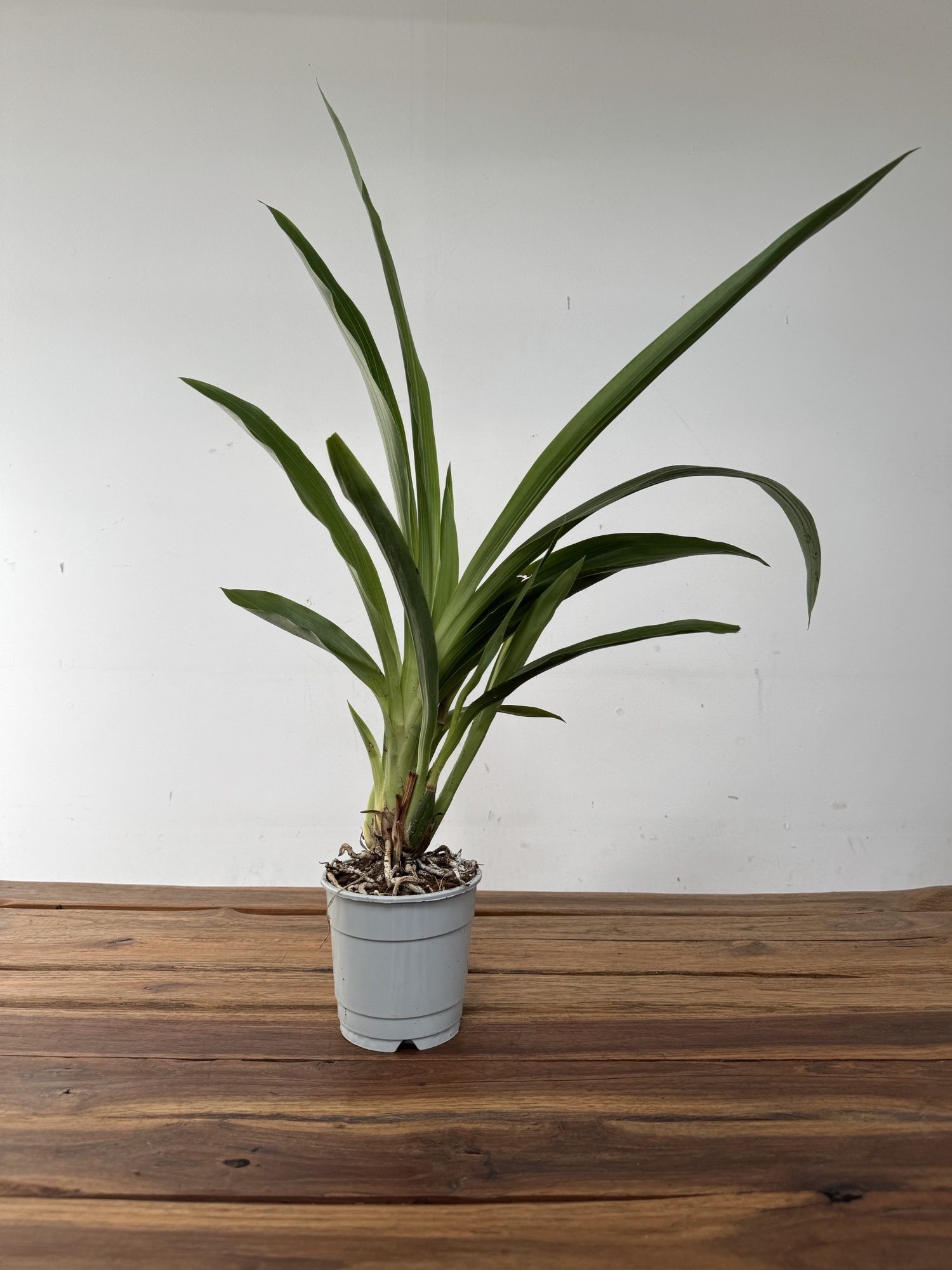 Zygopetalum Sem Flor – V.12