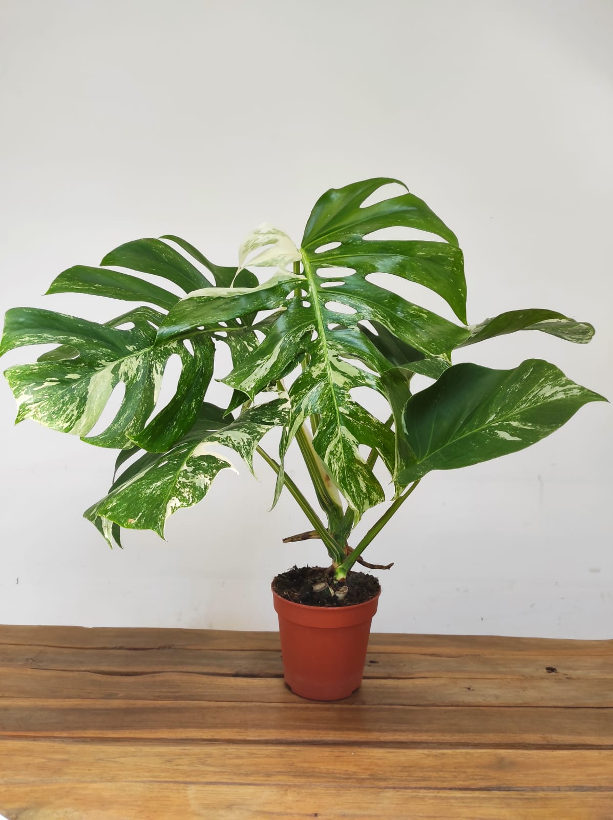 Monstera Deliciosa Variegata V.15 - Image 2