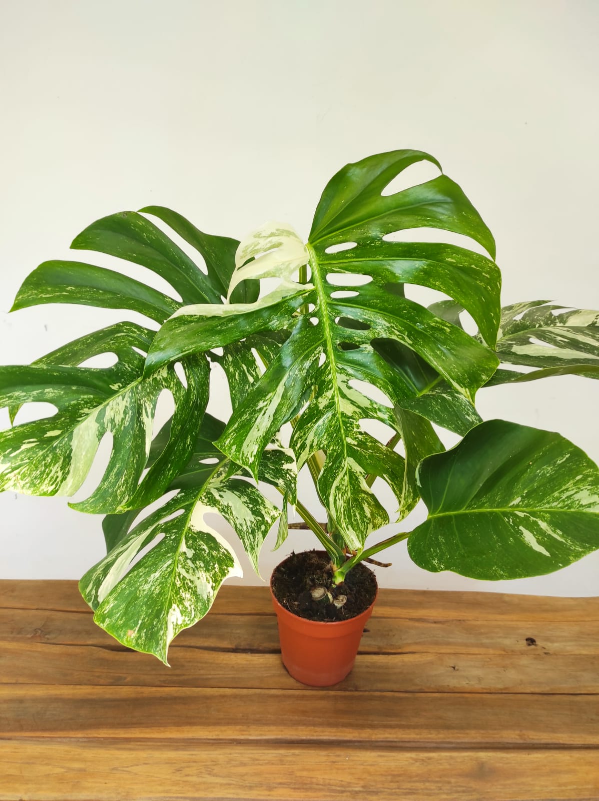 Monstera Deliciosa Variegata V.15