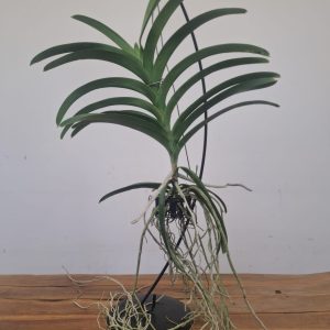 Vanda sem flor