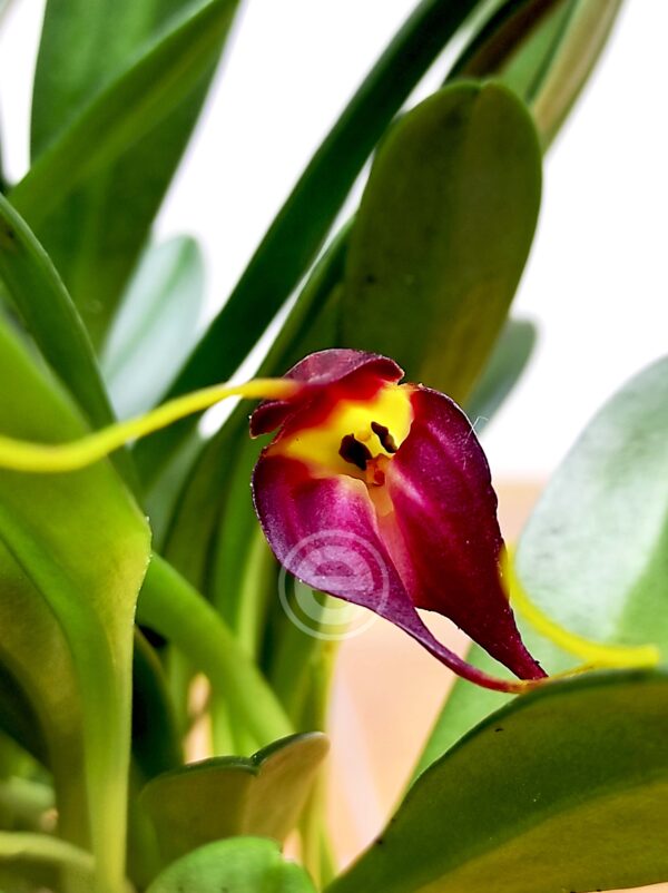 Masdevallia Rolfeana V.6