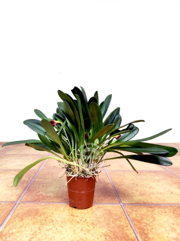 Masdevallia Rolfeana V.6 - Image 2