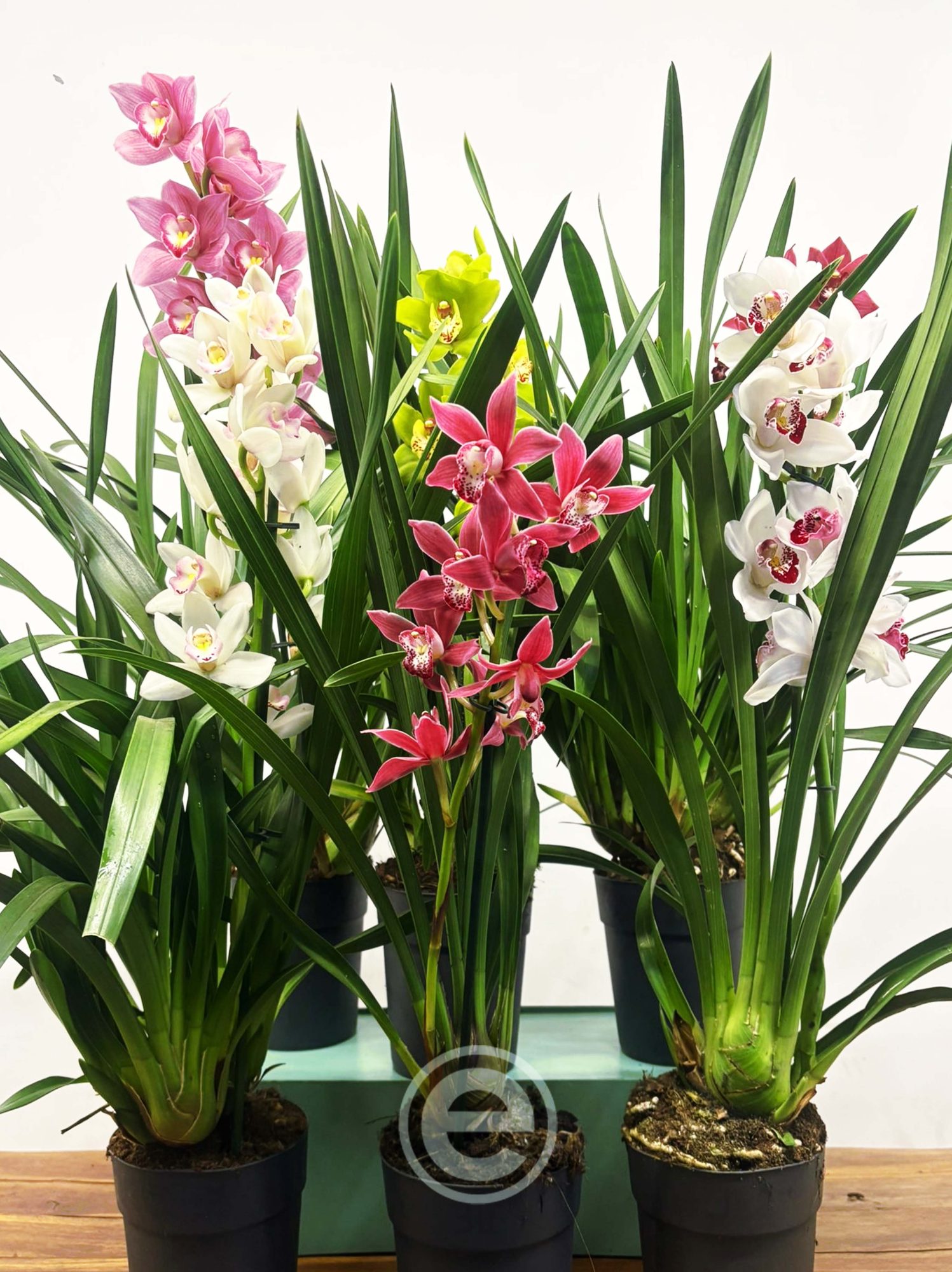 Conjunto 6 Cymbidiuns - Menino Jesus