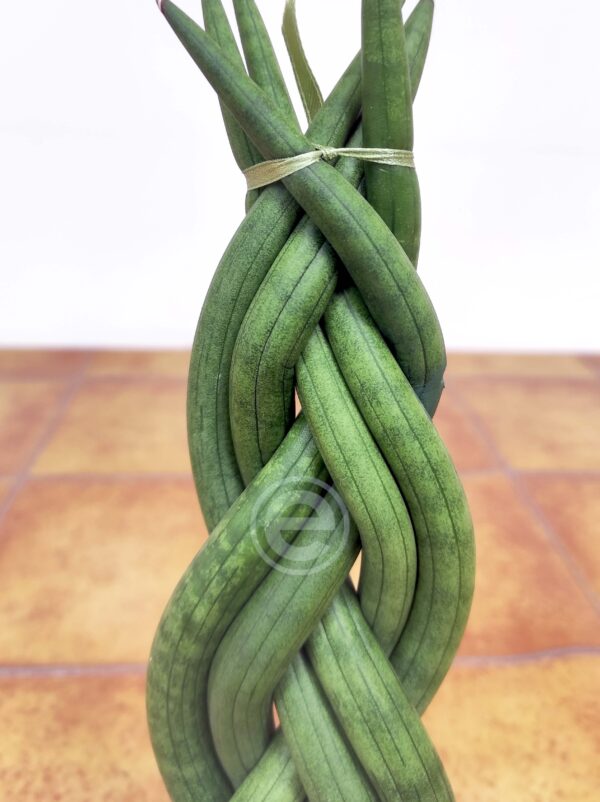 Sansevieria Cylindrica  V.6 - Trançada