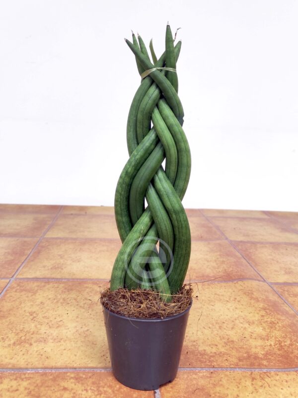 Sansevieria Cylindrica  V.6 - Trançada - Image 2