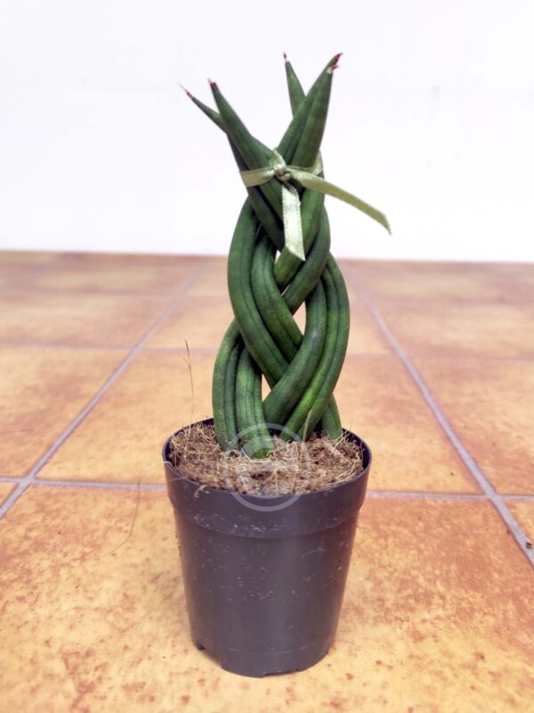 Sansevieria Cylindrica  V.8 - Trançada - Image 2