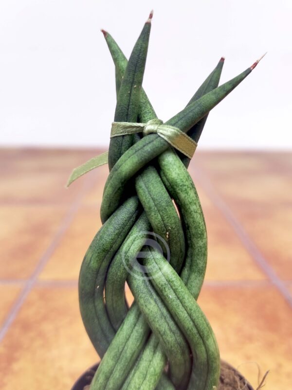Sansevieria Cylindrica  V.8 - Trançada
