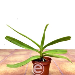 Acampe Ochracea - Sem Flor