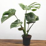 Monstera Thai Constellation