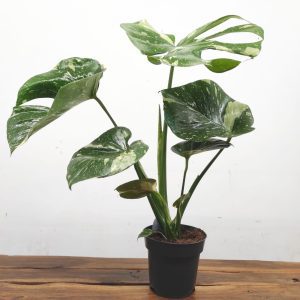 Monstera Thai Constellation