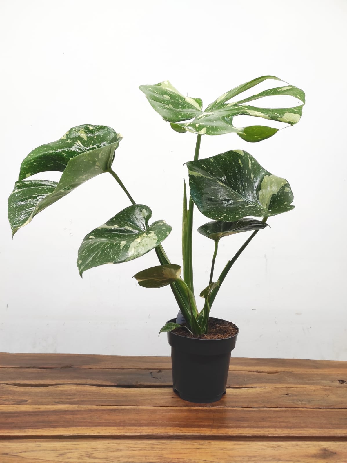 Monstera Thai Constellation