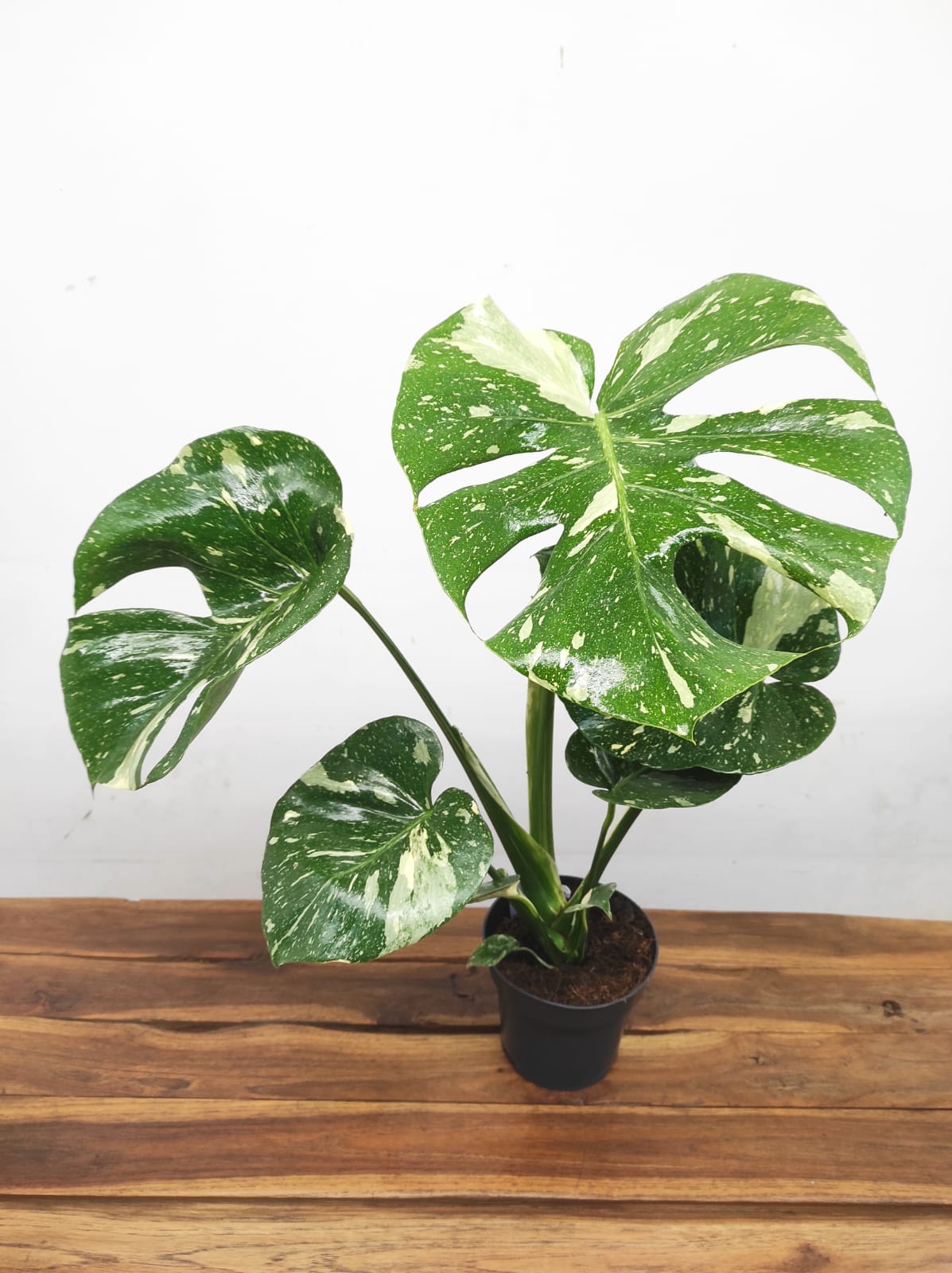 Monstera Thai Constellation - Image 2