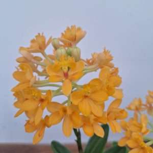 Epidendrum V.12
