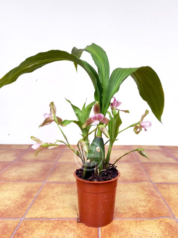 Lycaste Tricolor x Brevispatha - Com flor - Image 2