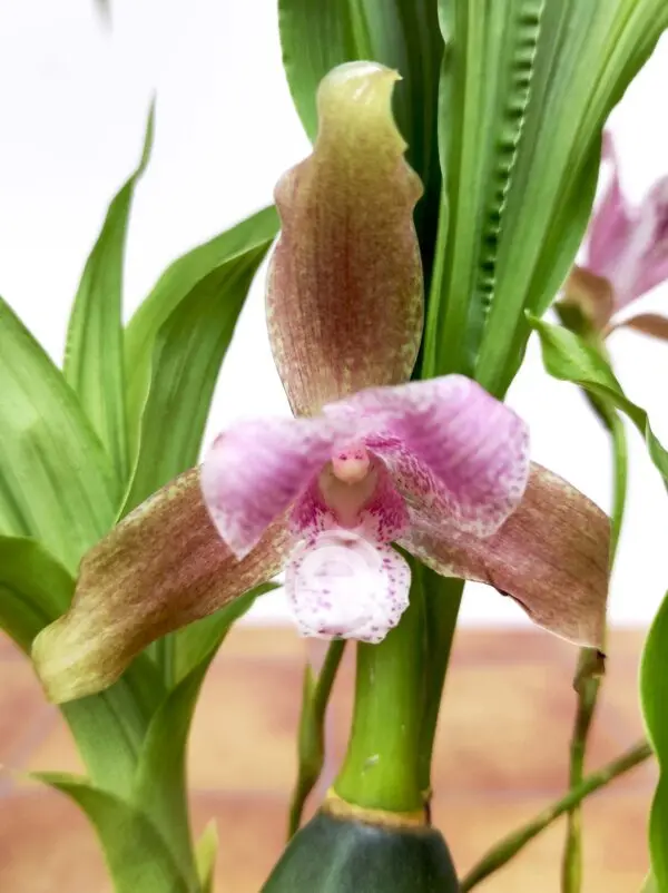 Lycaste Tricolor x Brevispatha - Com flor