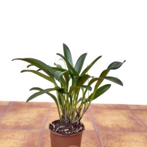 Masdevallia - Sem Flor