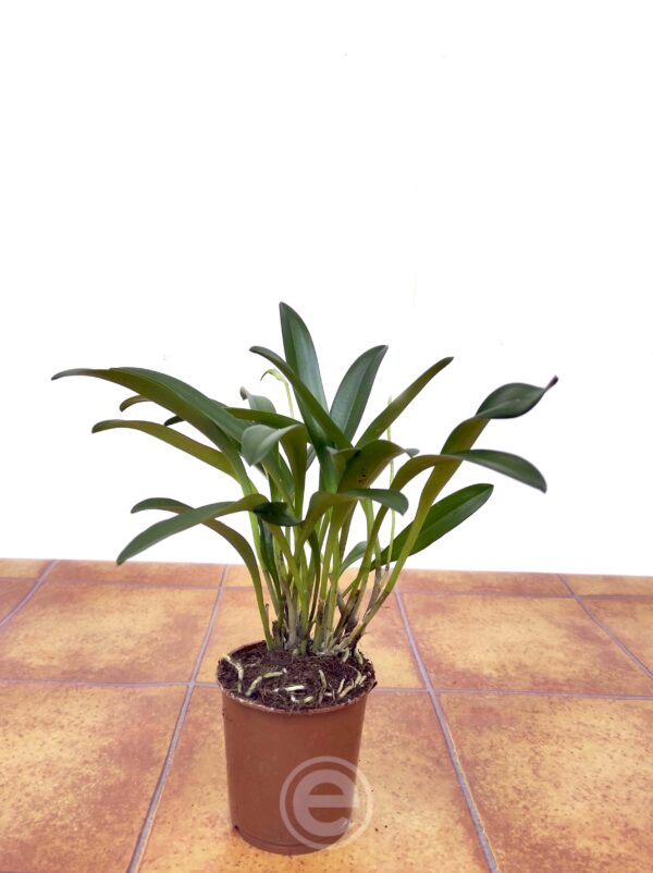 Masdevallia - Sem Flor