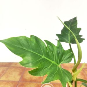 Philodendron ''Florida''
