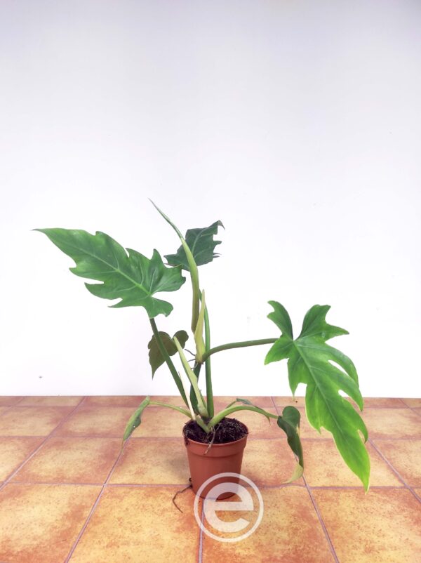 Philodendron ''Florida'' - Image 2