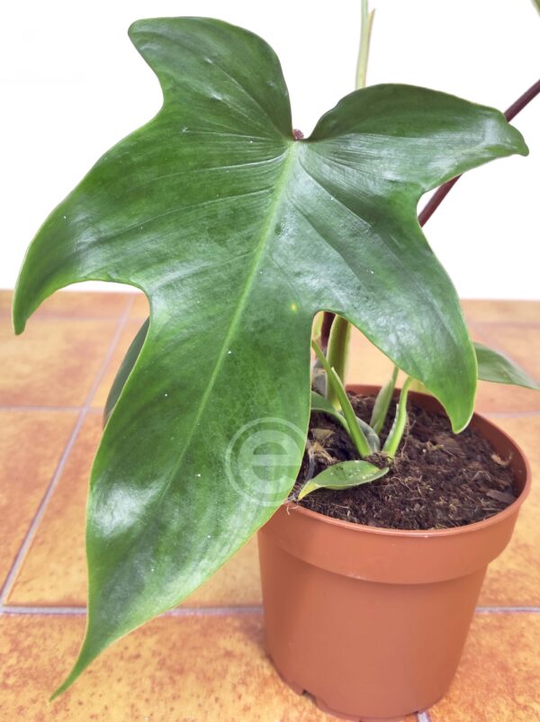 Philodendron 'Florida Green'