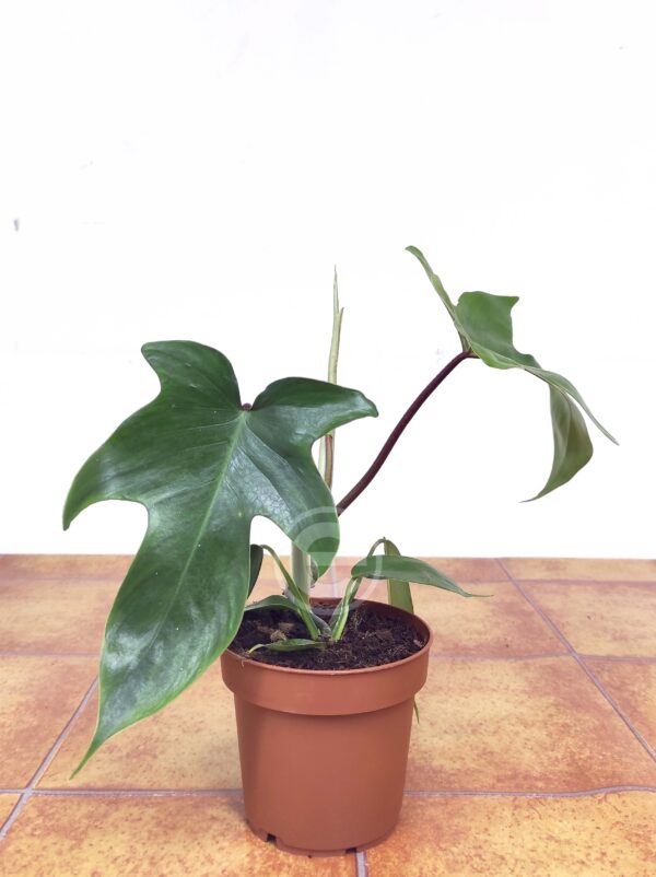 Philodendron 'Florida Green' - Image 2