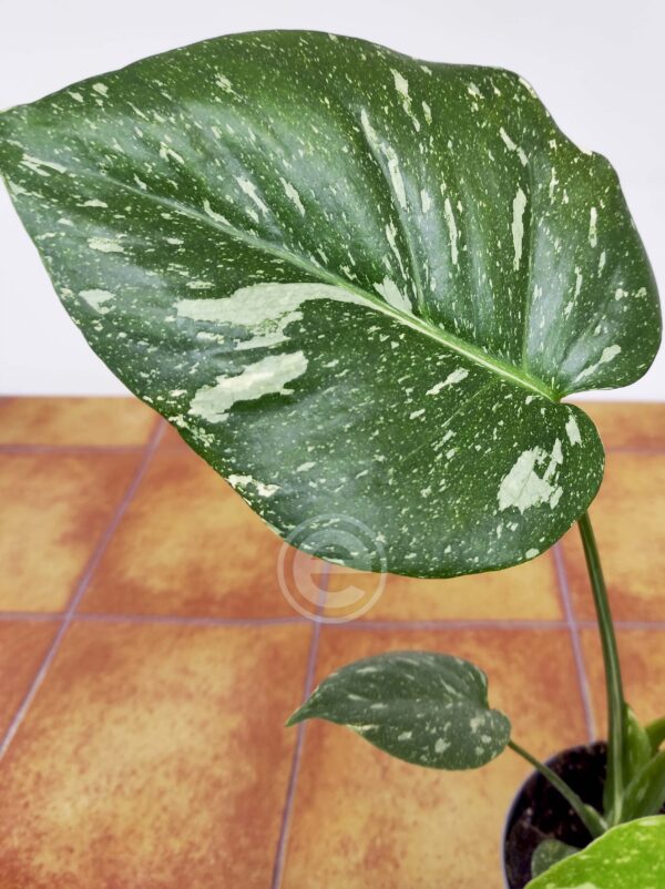 Monstera Thai Constellation - Vaso 12 - Image 2