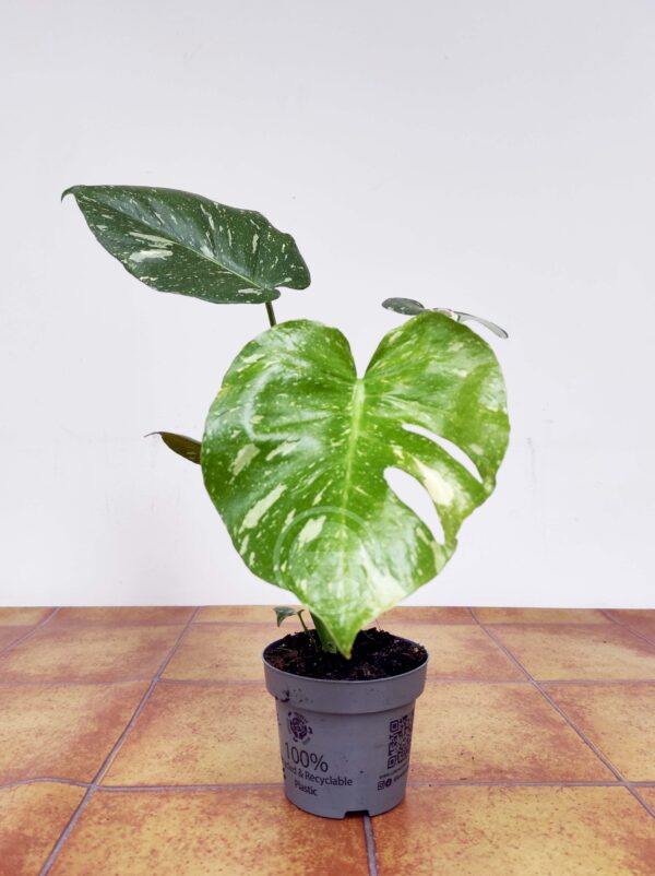 Monstera Thai Constellation - Vaso 12 - Image 3