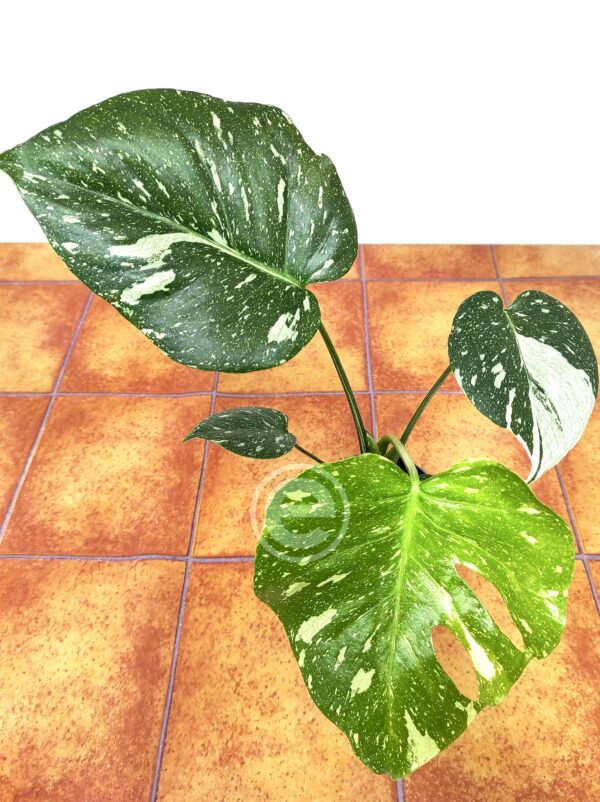Monstera Thai Constellation - Vaso 12