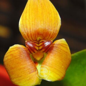 Trigonidium Obtusum - Sem Flor