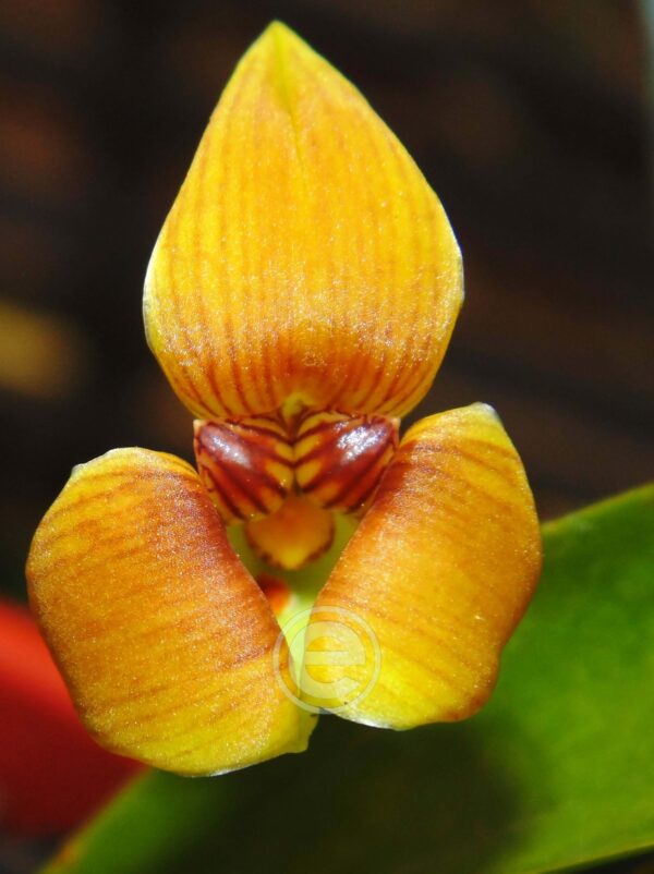 Trigonidium Obtusum - Sem Flor