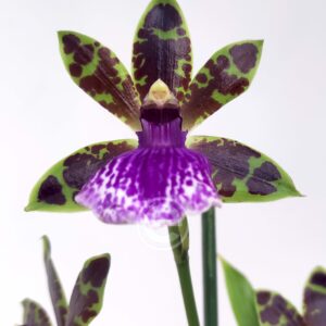 Zygopetalum Louisendorf