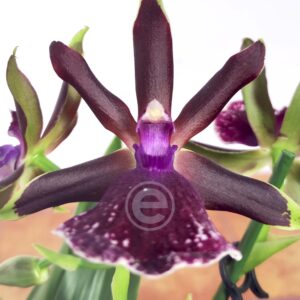 Zygopetalum Louisendorf