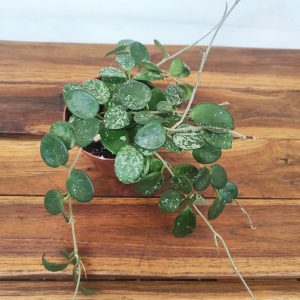 Hoya Mathilda Splash V.9