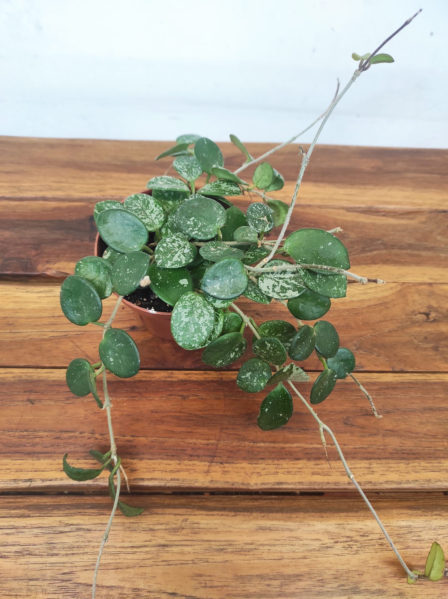 Hoya Mathilda Splash V.9