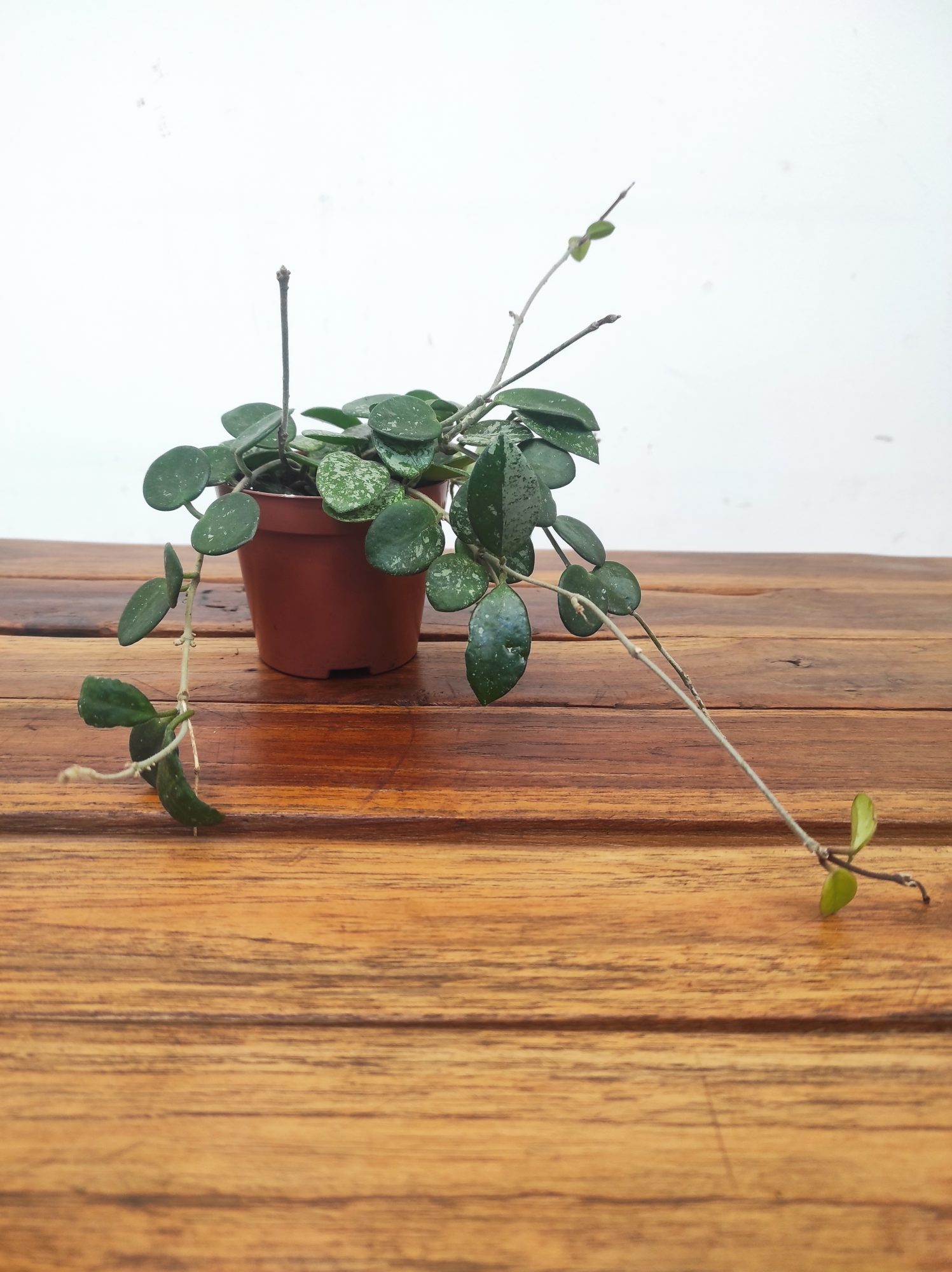 Hoya Mathilda Splash V.9 - Image 2