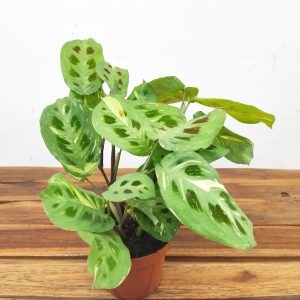 Marantha Leuconeura Fiesta