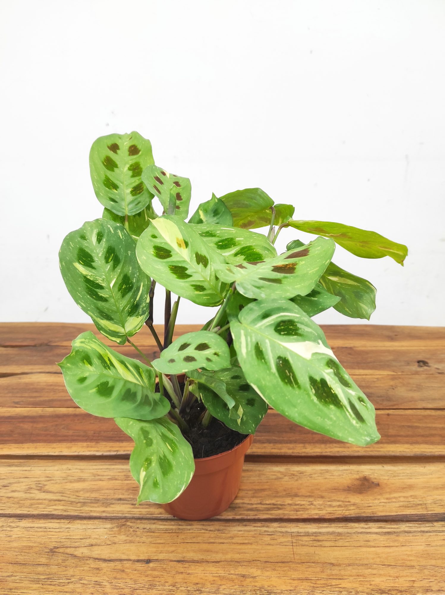 Marantha Leuconeura Fiesta