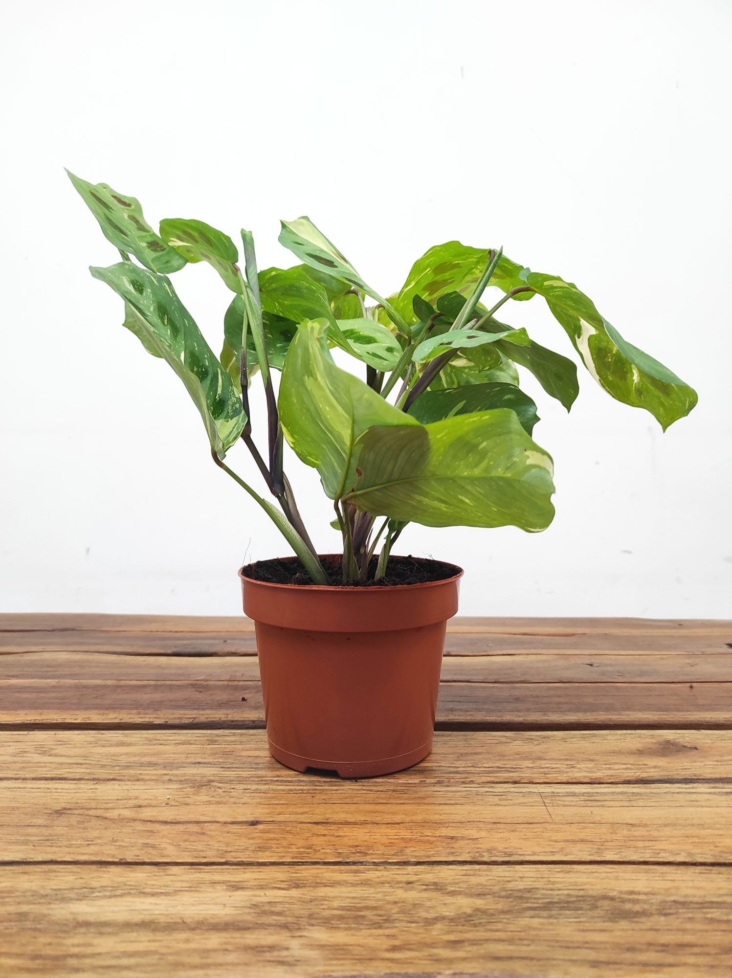 Marantha Leuconeura Fiesta - Image 2