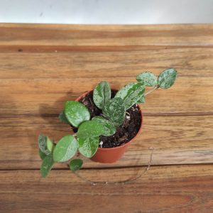 Hoya Mathilda Splash - V.9