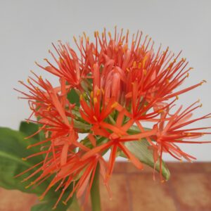 Heamanthus