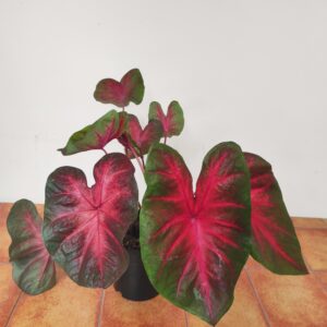 Caladium 'Postman Joyner' V.17