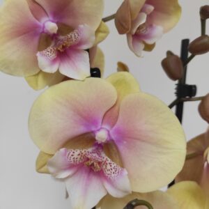 Phalaenopsis 2 hastes